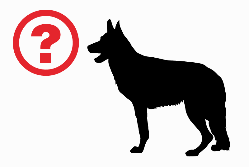 Ontdekkingsalarm Hond rassenvermenging Onbekend Benet Frankrijk