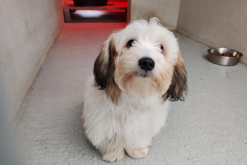 Fundmeldung Hund rassenmischung Männliche , Zwischen 4 und 6 Monaten Montesson Frankreich