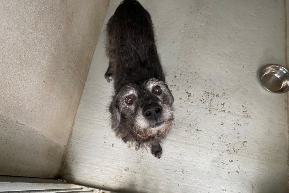 Fundmeldung Hund rassenmischung Männliche , 12 Jahre Le Mesnil-le-Roi Frankreich Fundmeldung Hund rassenmischung Männliche , 12 Jahre Le Mesnil-le-Roi Frankreich