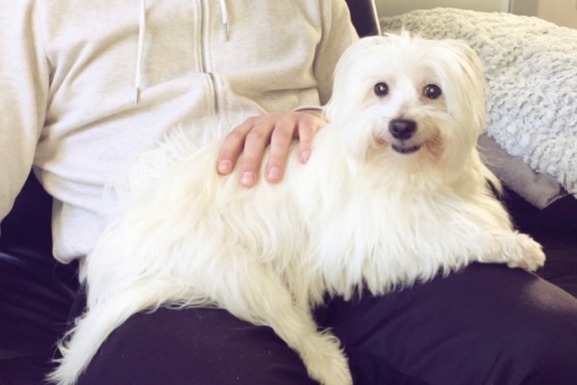 Vermisstmeldung Hund  Weiblich , 13 jahre Conflans-Sainte-Honorine Frankreich