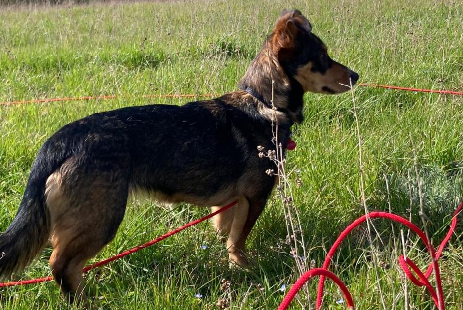 Vermisstmeldung Hund rassenmischung Weiblich , 1 jahre Mantes-la-Jolie Frankreich