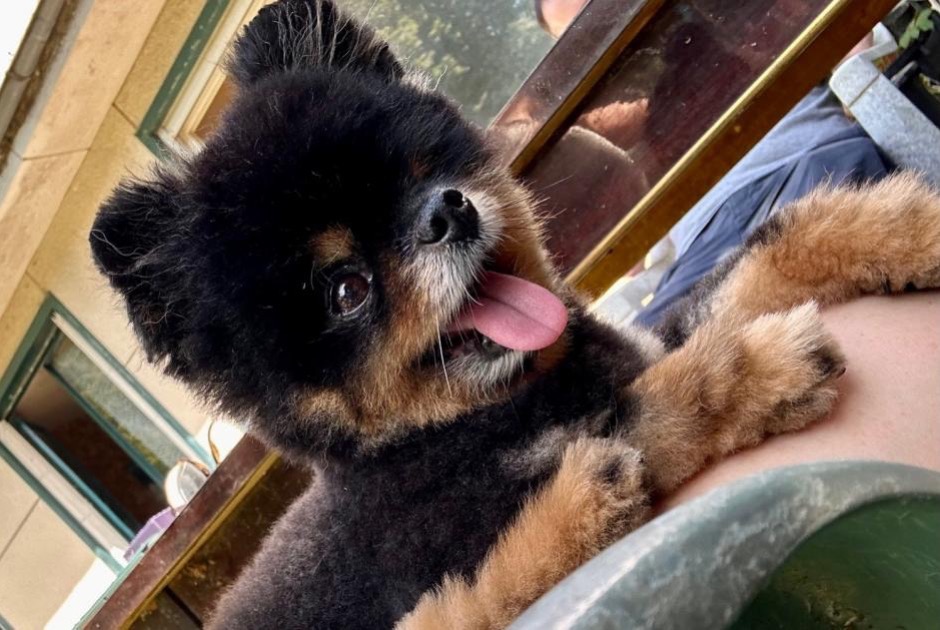 Vermisstmeldung Hund  Weiblich , 11 jahre Élancourt Frankreich