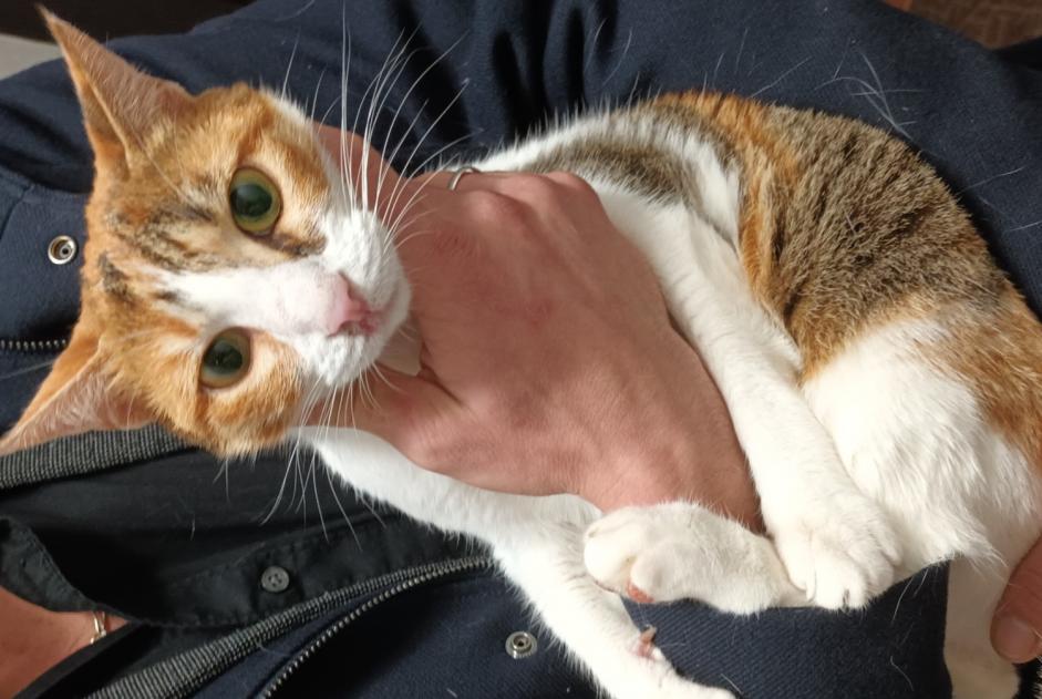 Fundmeldung Katze Weiblich Villepreux Frankreich