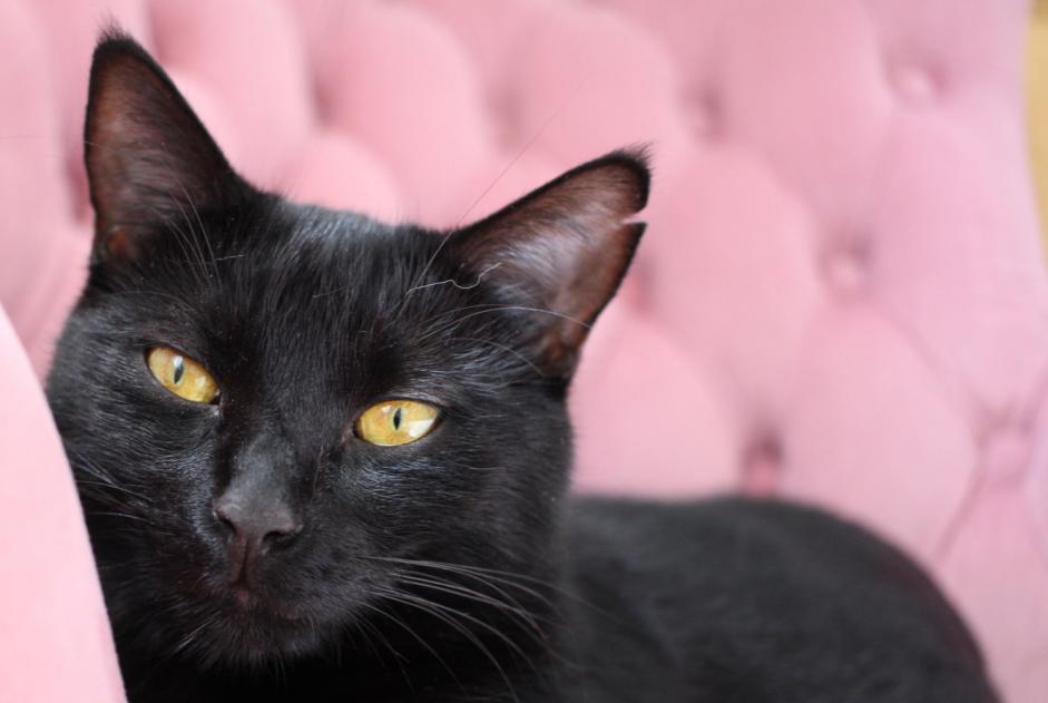 Vermisstmeldung Katze  Weiblich , 5 jahre Sartrouville Frankreich