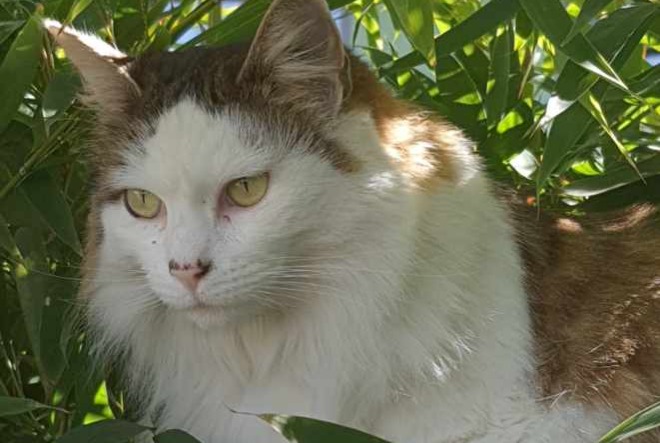 Vermisstmeldung Katze  Weiblich , 10 jahre Tessancourt-sur-Aubette Frankreich