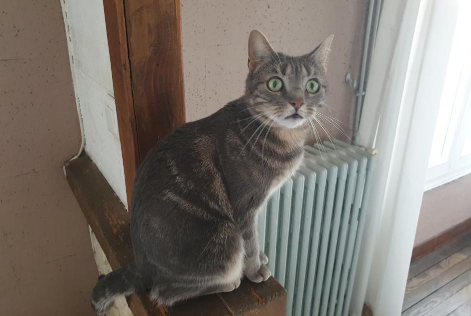 Vermisstmeldung Katze Weiblich , 3 jahre Sartrouville Frankreich