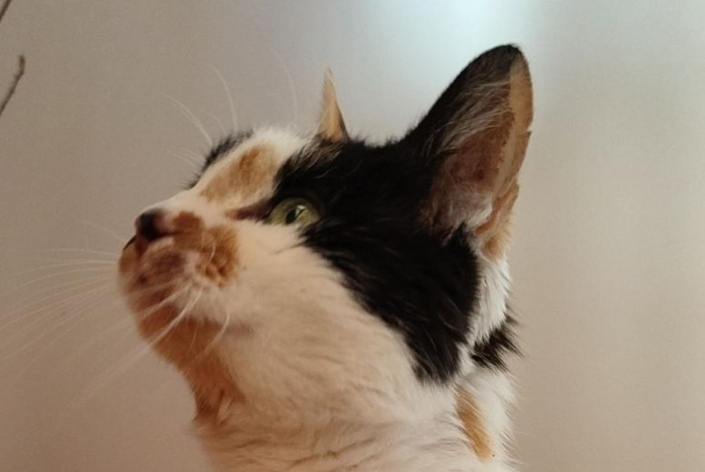 Vermisstmeldung Katze Weiblich , 18 jahre Conflans-Sainte-Honorine Frankreich