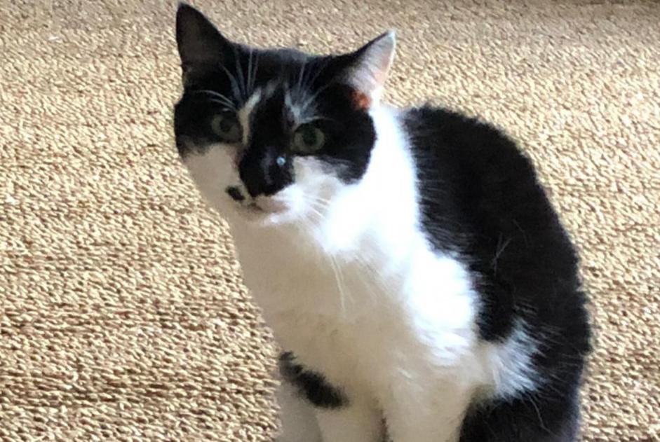 Vermisstmeldung Katze Weiblich , 9 jahre Versailles Frankreich