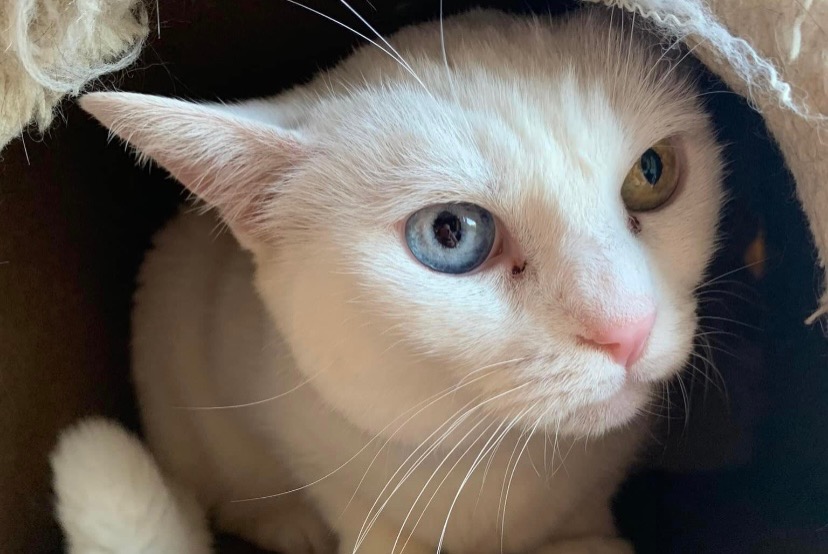 Vermisstmeldung Katze Weiblich , 14 jahre Freneuse Frankreich