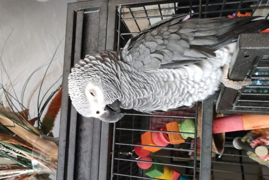 Vermisstmeldung Vogel Männliche , 2023 jahre Issou Frankreich