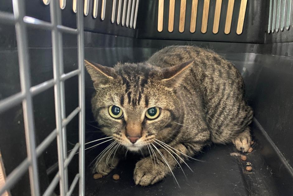Discovery alert Cat Male , 2 years Poissy France Discovery alert Cat Male , 2 years Poissy France