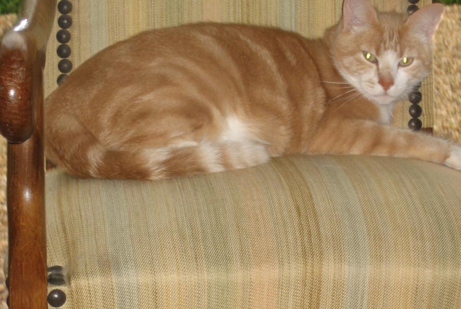 Disappearance alert Cat Male , 8 years Hargeville France