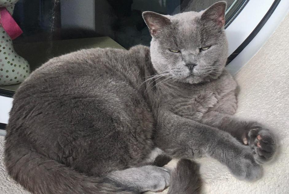 Disappearance alert Cat  Male , 12 years Carrières-sur-Seine France