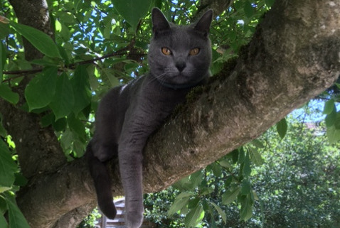 Disappearance alert Cat  Male , 4 years Sartrouville France