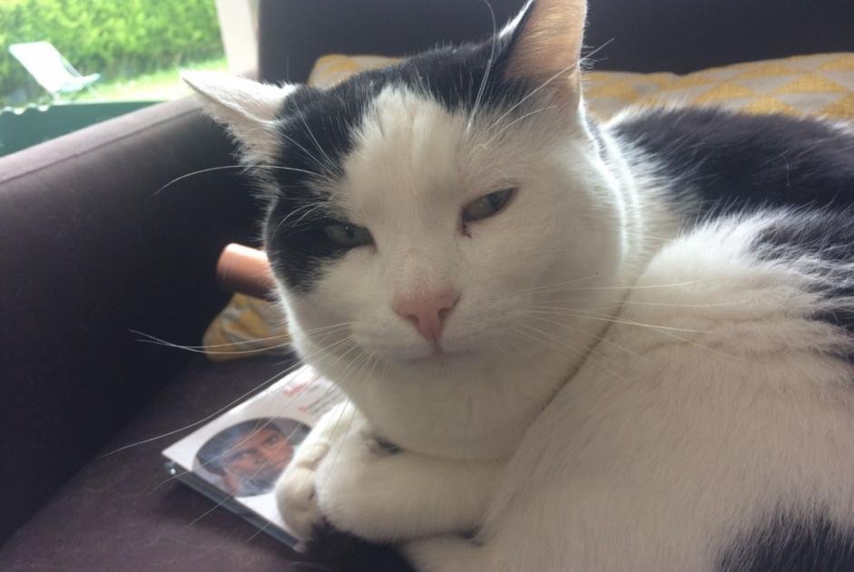 Disappearance alert Cat  Male , 5 years Vélizy-Villacoublay France