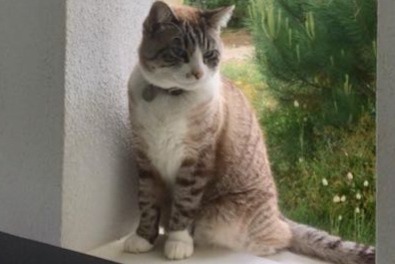 Disappearance alert Cat miscegenation Female , 11 years Saint-Cyr-l'École France