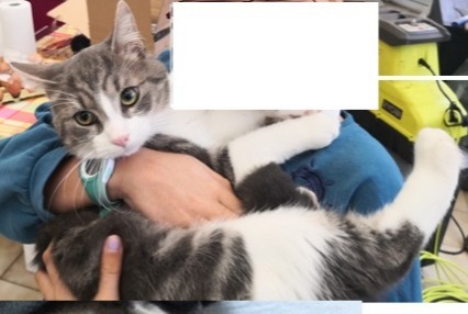 Disappearance alert Cat Male , 3 years Vélizy-Villacoublay France