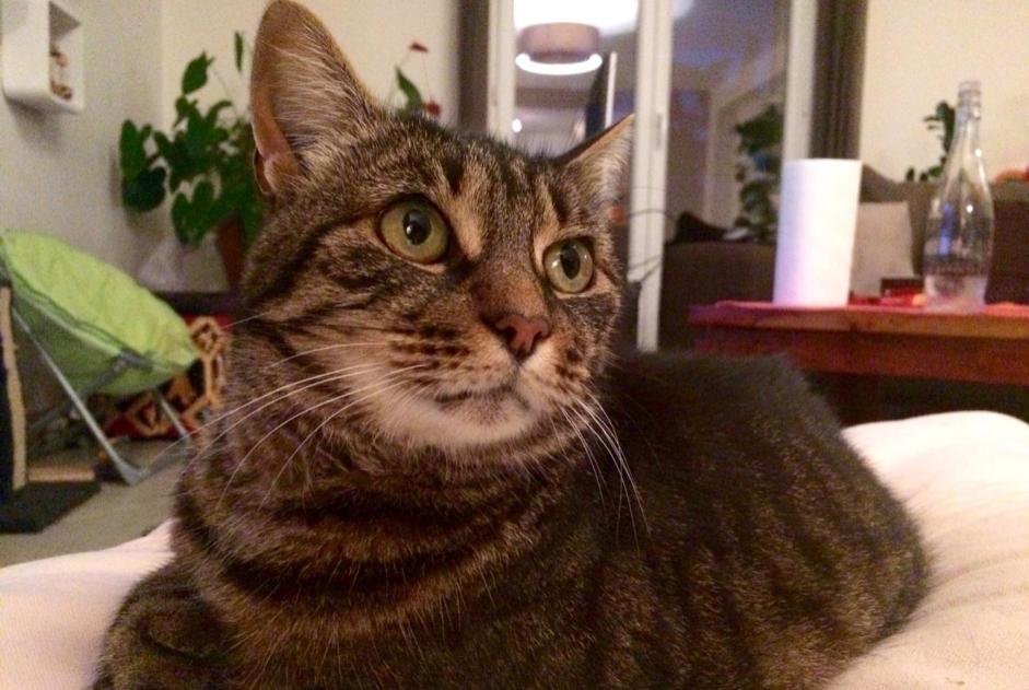 Disappearance alert Cat Female , 15 years Chanteloup-les-Vignes France