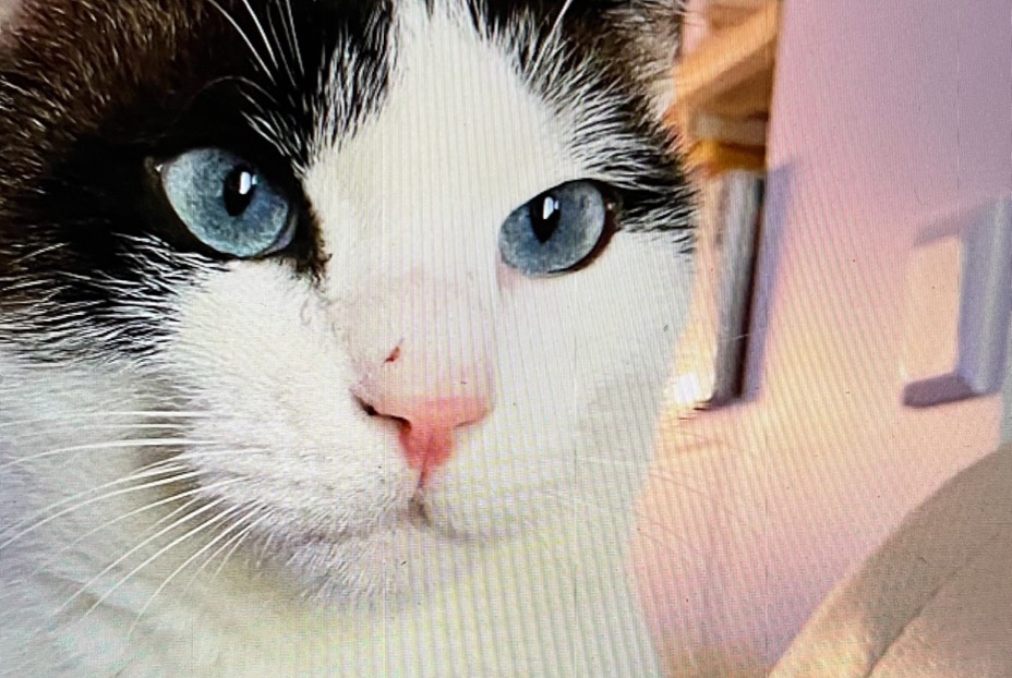 Disappearance alert Cat miscegenation Male , 5 years Le Chesnay-Rocquencourt France