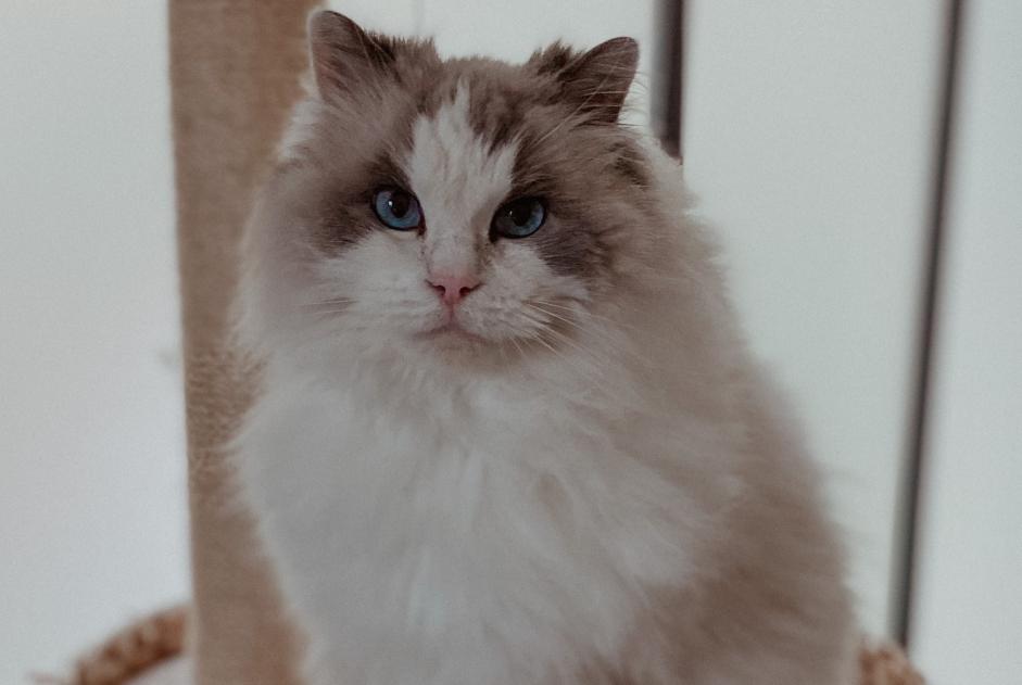 Disappearance alert Cat  Female , 11 years Houdan France