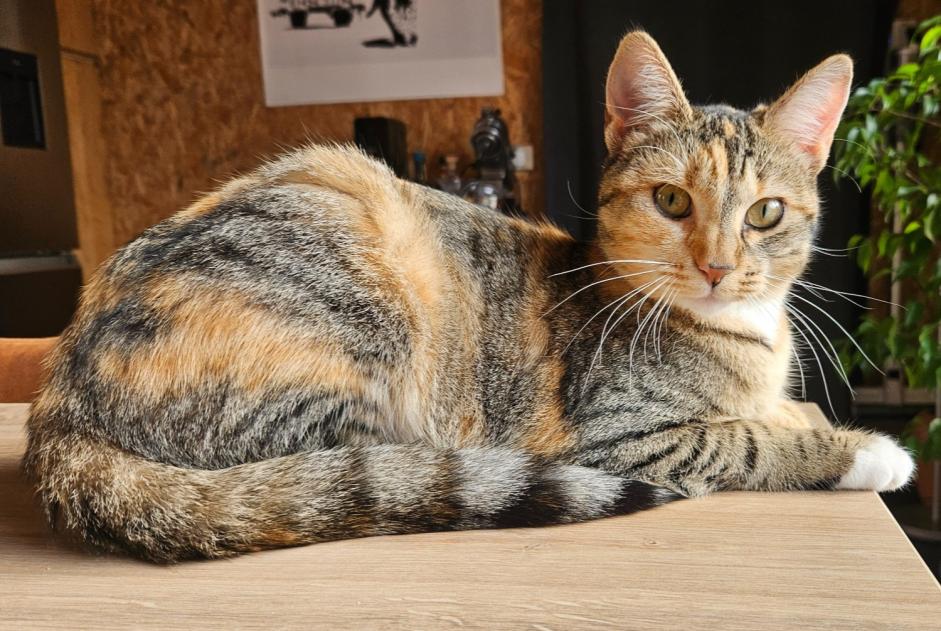 Disappearance alert Cat miscegenation Female , 1 years Le Pecq France