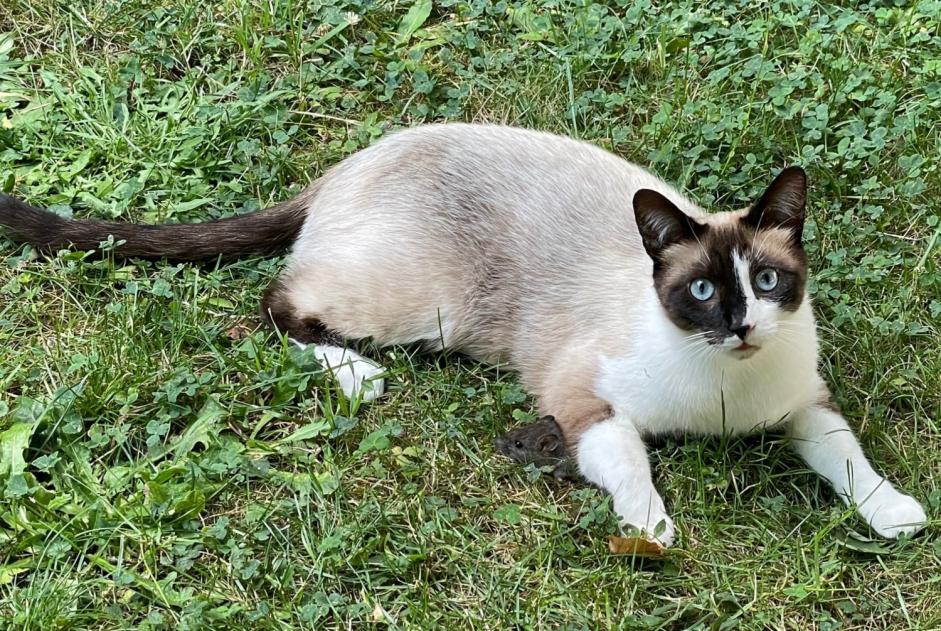 Disappearance alert Cat miscegenation Male , 5 years Villennes-sur-Seine France