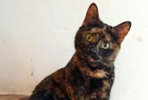 Disappearance alert Cat  Female , 3 years Vaux-sur-Seine France