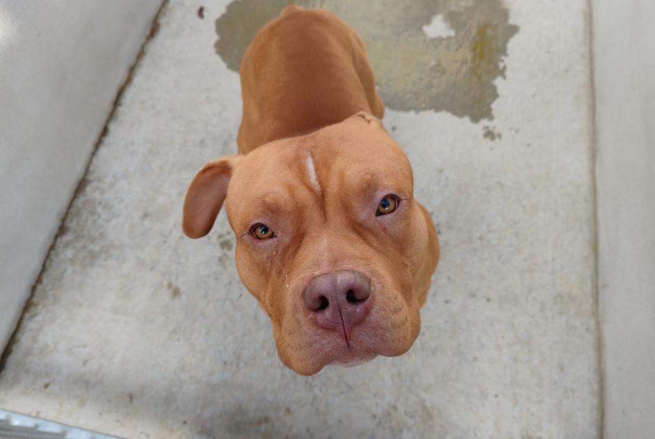Discovery alert Dog miscegenation Male , 1 year Saint-Germain-en-Laye France