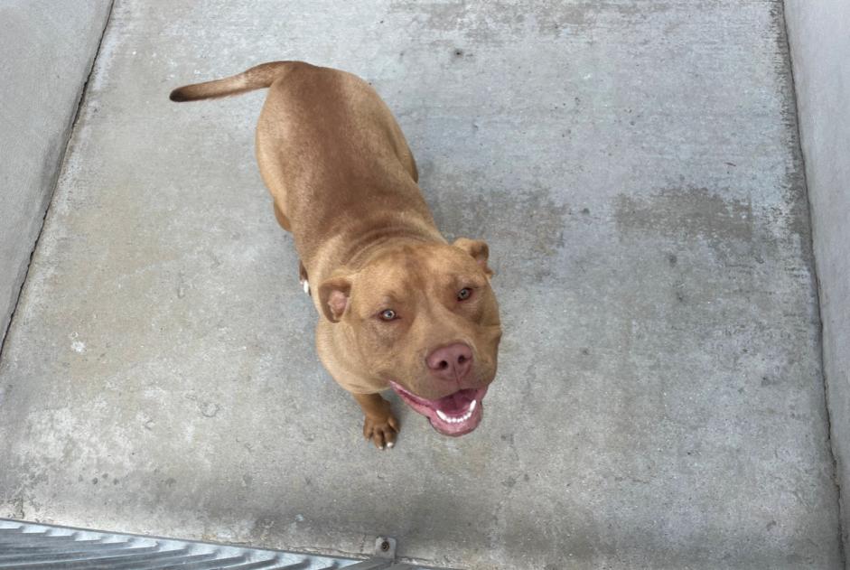 Discovery alert Dog miscegenation Male , 1 year Chapet France Discovery alert Dog miscegenation Male , 1 year Chapet France