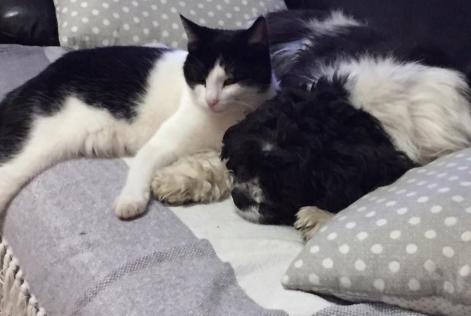 Alerta de Desaparición Gato  Hembra , 7 años Buchelay Francia