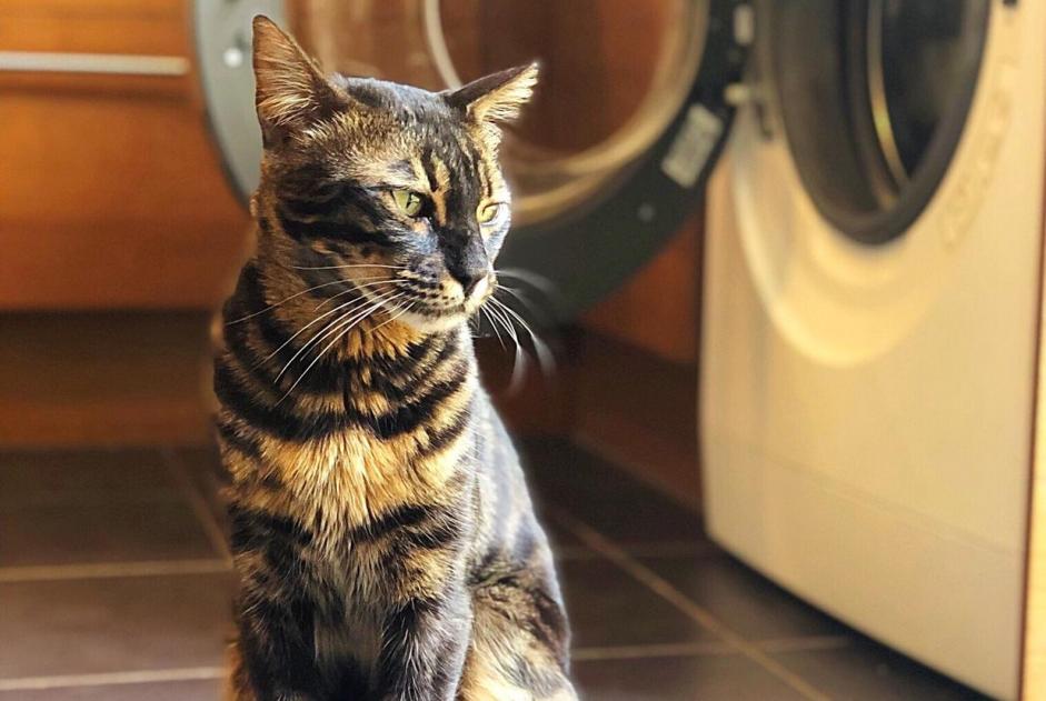 Alerta de Desaparición Gato  Macho , 7 años Conflans-Sainte-Honorine Francia