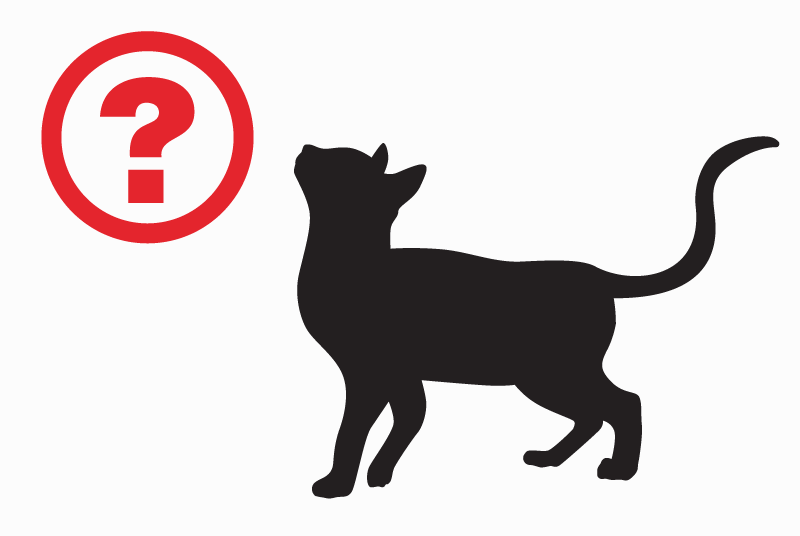 Alerta de Desaparición Gato  Hembra , 11 años Les Mureaux Francia