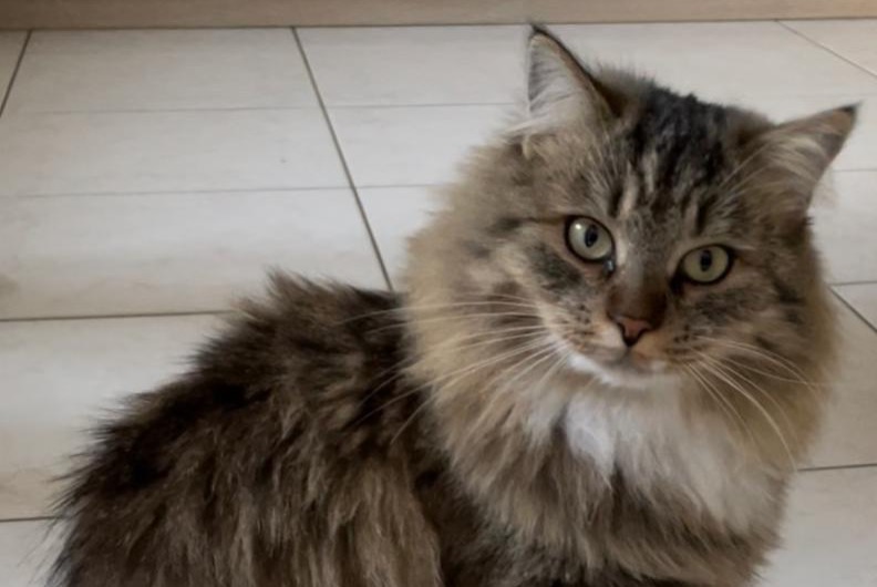 Alerta de Desaparición Gato  Hembra , 1 años Jouy-Mauvoisin Francia
