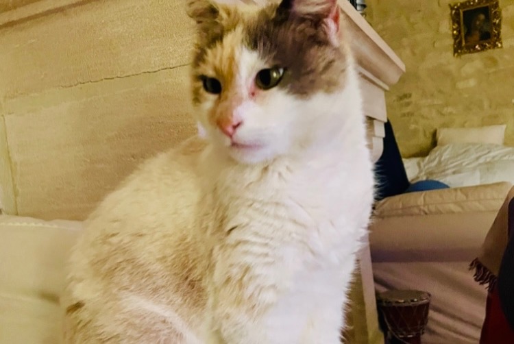 Alerta de Desaparición Gato  Hembra , 10 años Saint-Germain-en-Laye Francia