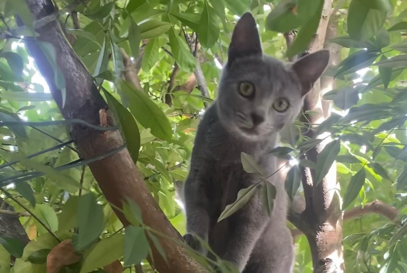 Alerta de Desaparición Gato cruce Hembra , 0 años Noisy-le-Roi Francia