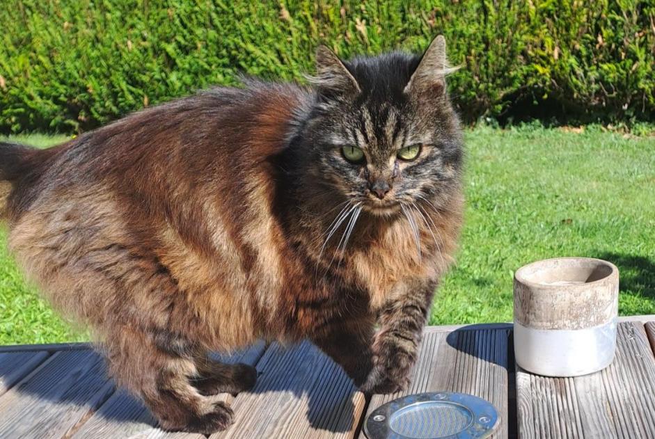 Alerta de Hallazgo Gato Desconocido Épône Francia