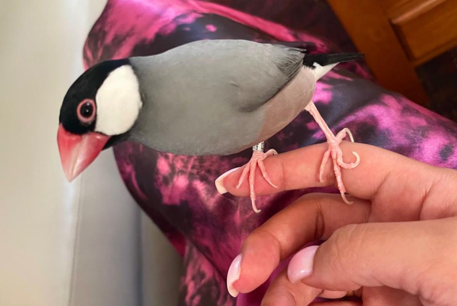 Alerta de Desaparición Pájaro Macho , 2023 años Bailly Francia