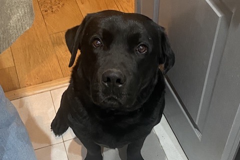 Alerta de Desaparición Perro  Macho , 6 años Sartrouville Francia