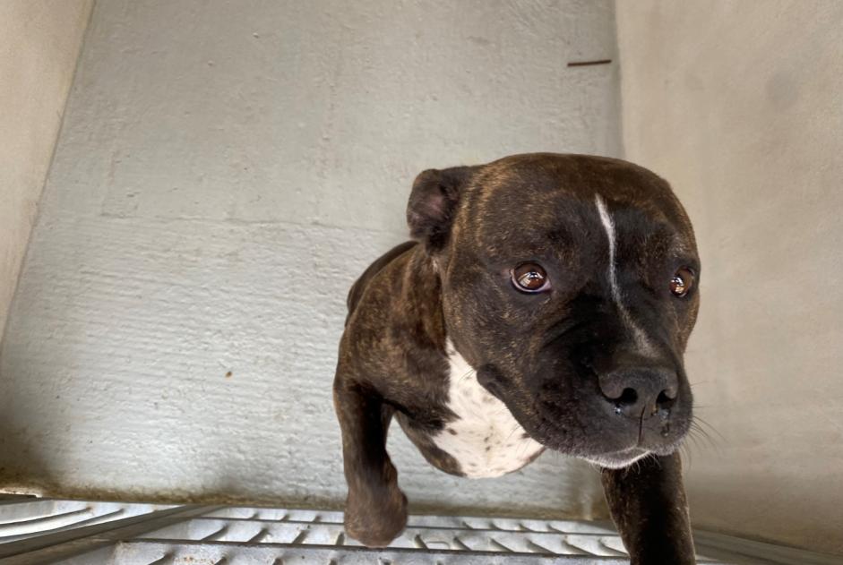 Alerta de Hallazgo Perro cruce Hembra Maisons-Laffitte Francia