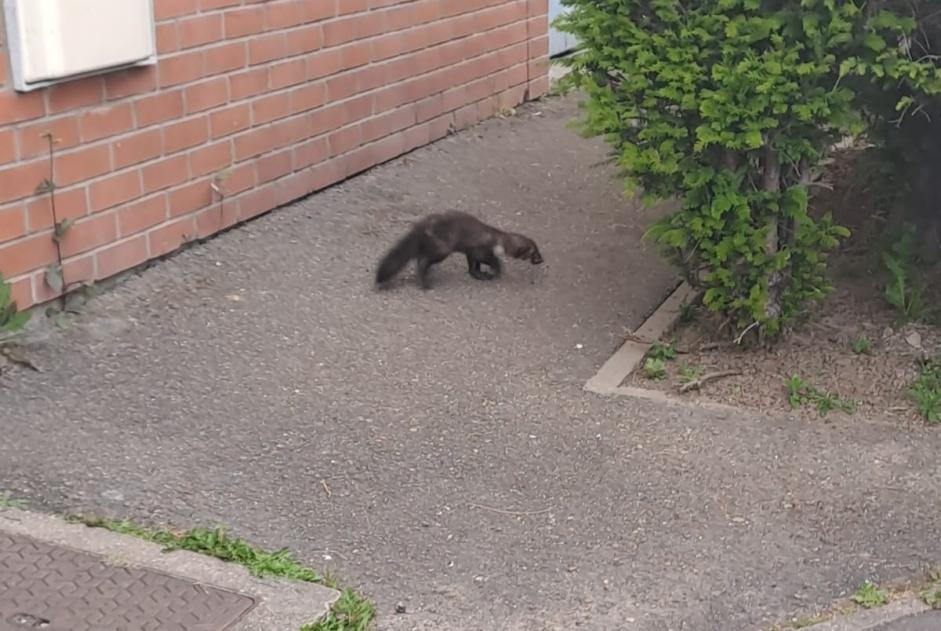 Alerte Découverte Autre Furet gris  Inconnu Guyancourt France