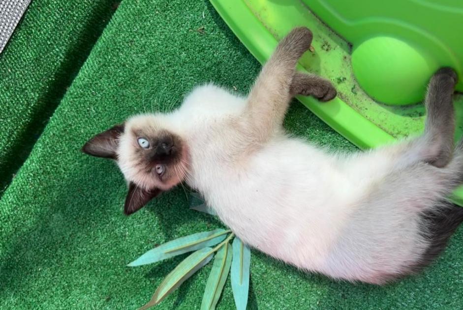 Alerte Disparition Chat  Mâle , 0 ans Bois-d'Arcy France