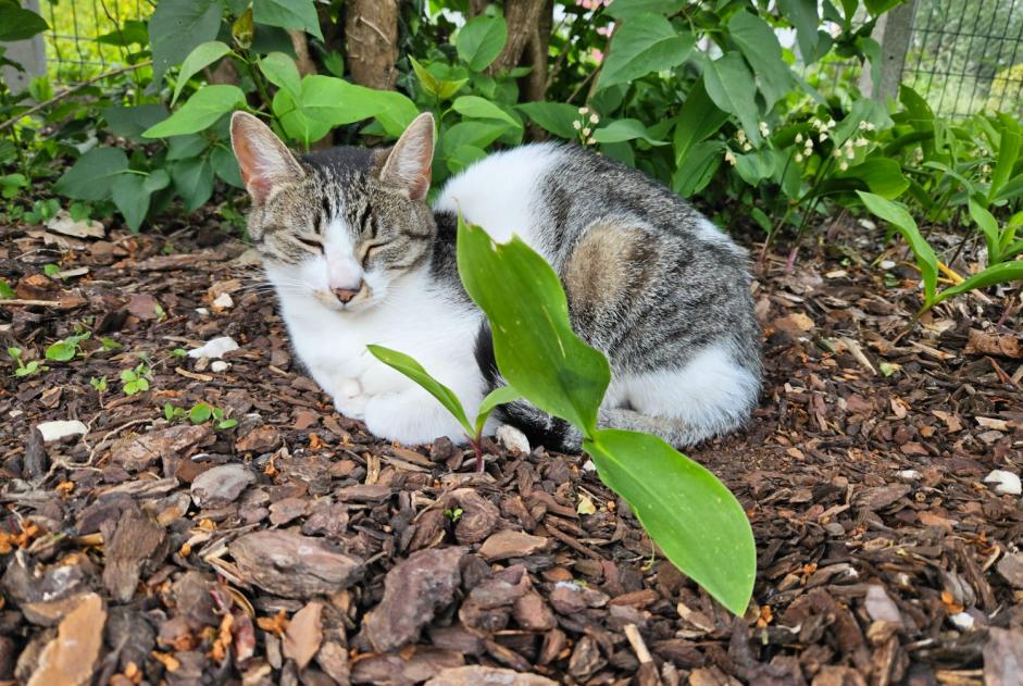 Alerte Disparition Chat Femelle , 1 ans Notre-Dame-de-la-Mer France