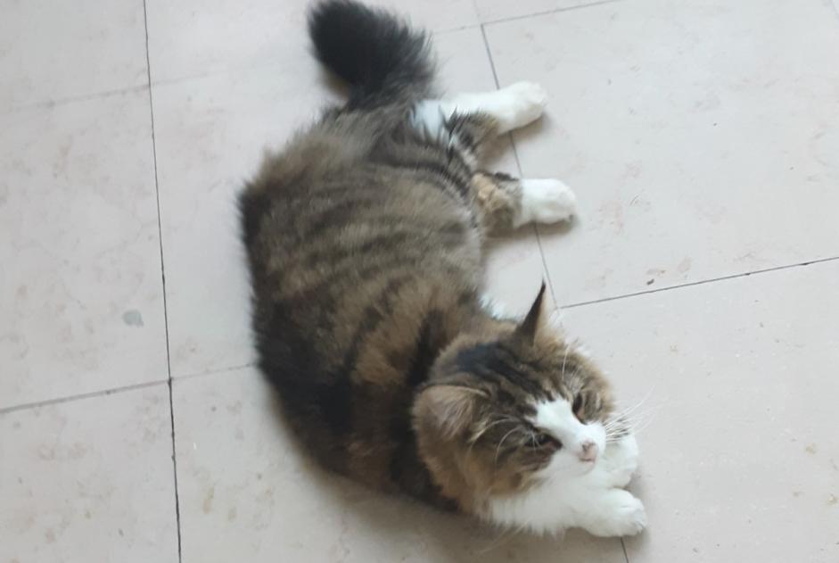Alerte Disparition Chat  Mâle , 3 ans Le Vésinet France