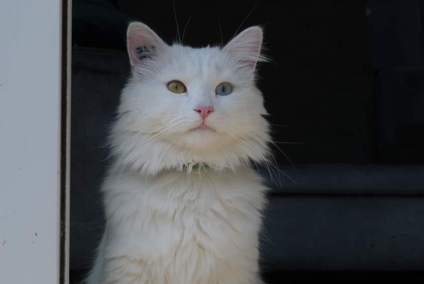 Alerte Disparition Chat croisement Mâle , 1 ans Conflans-Sainte-Honorine France