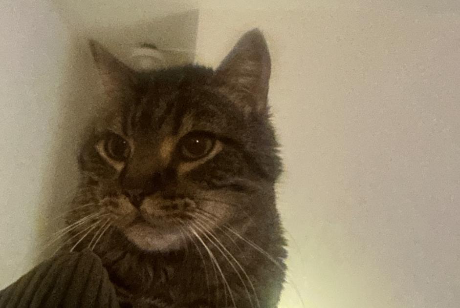 Alerte Disparition Chat Mâle , 16 ans Carrières-sur-Seine France