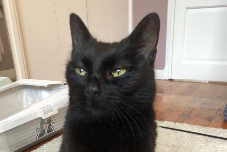 Alerte Disparition Chat Femelle , 8 ans Bougival France Alerte Disparition Chat Femelle , 8 ans Bougival France
