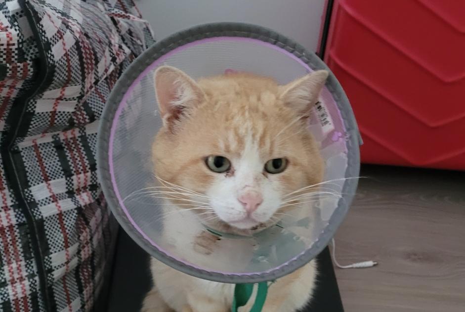 Alerte Disparition Chat croisement Mâle , 5 ans Plaisir France Alerte Disparition Chat croisement Mâle , 5 ans Plaisir France