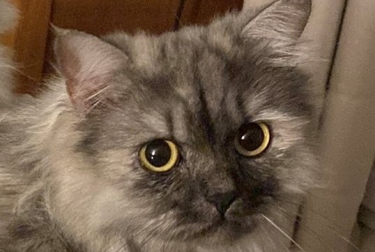 Alerte Disparition Chat Femelle , 1 ans Buc France Alerte Disparition Chat Femelle , 1 ans Buc France