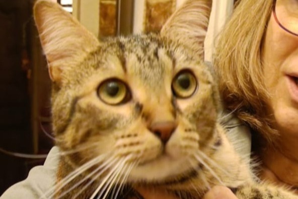 Alerte Découverte Chat Femelle Élancourt France