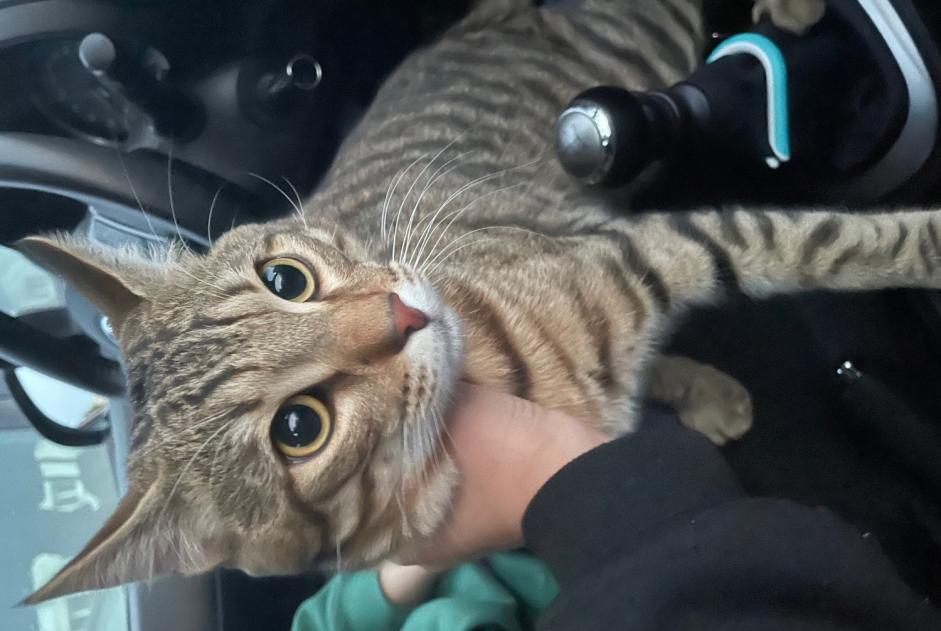Alerte Découverte Chat  Mâle Plaisir France